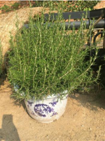 怎樣給迷迭香盆景做造型設計